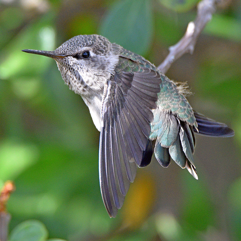 BabyHummer11.jpg