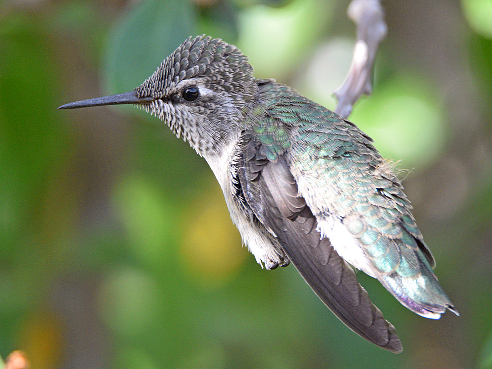 BabyHummer13.jpg