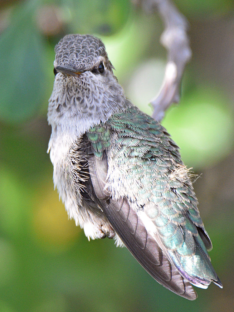 BabyHummer14.jpg