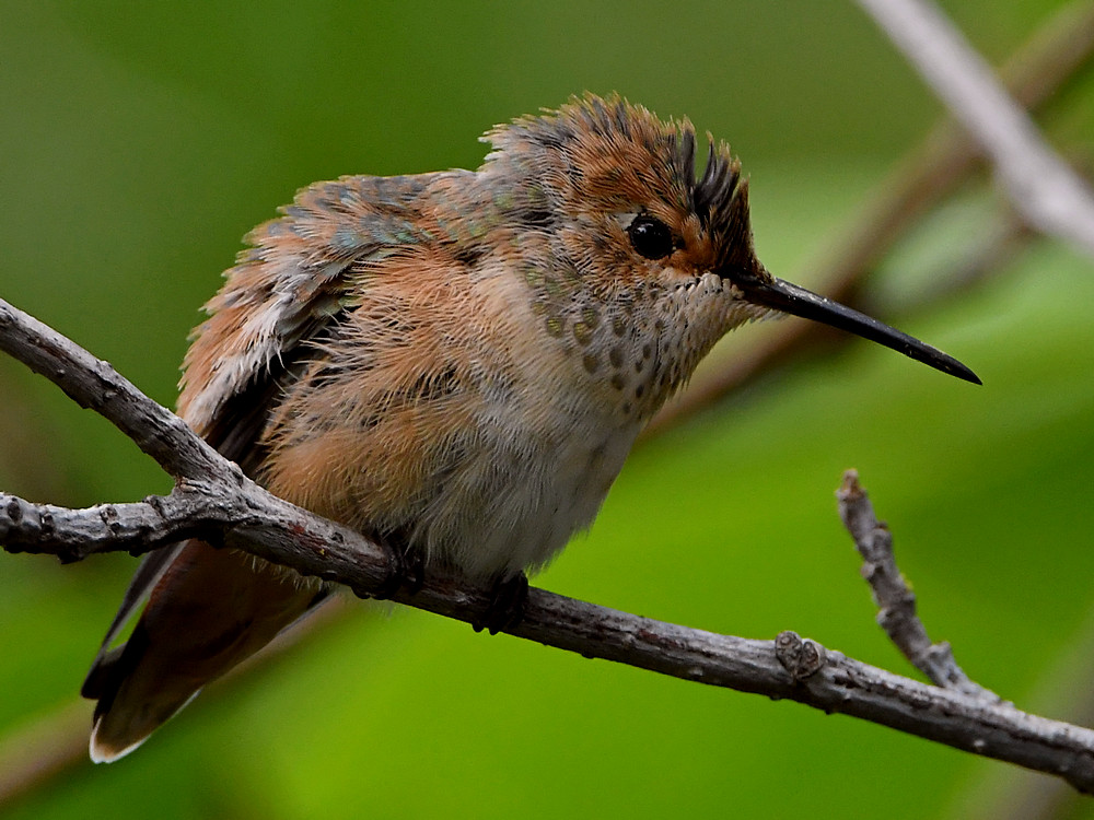 BabyHummer14.jpg