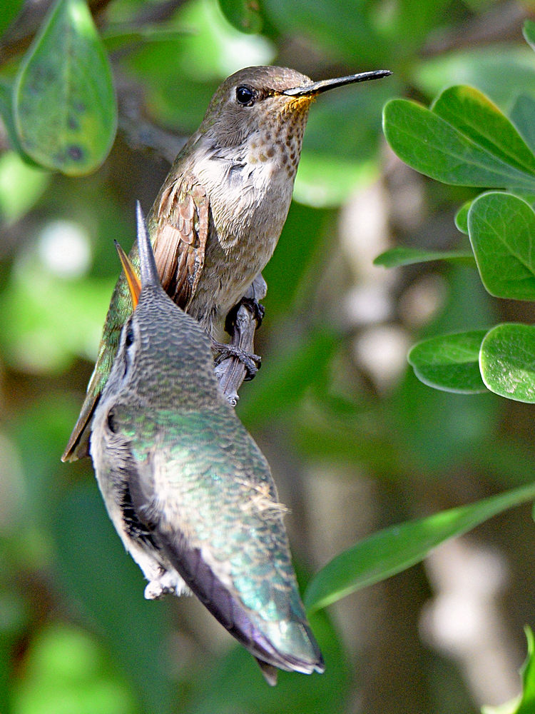 BabyHummer16.jpg
