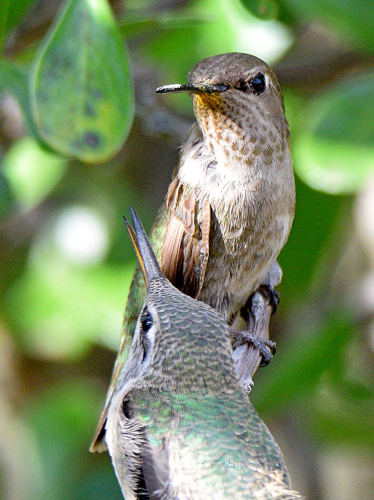 BabyHummer18.jpg