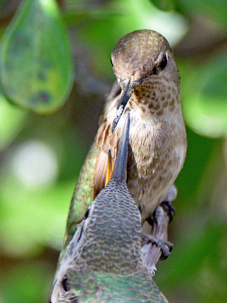 BabyHummer19.jpg