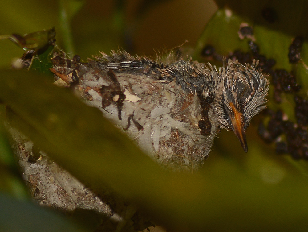 BabyHummer2.jpg