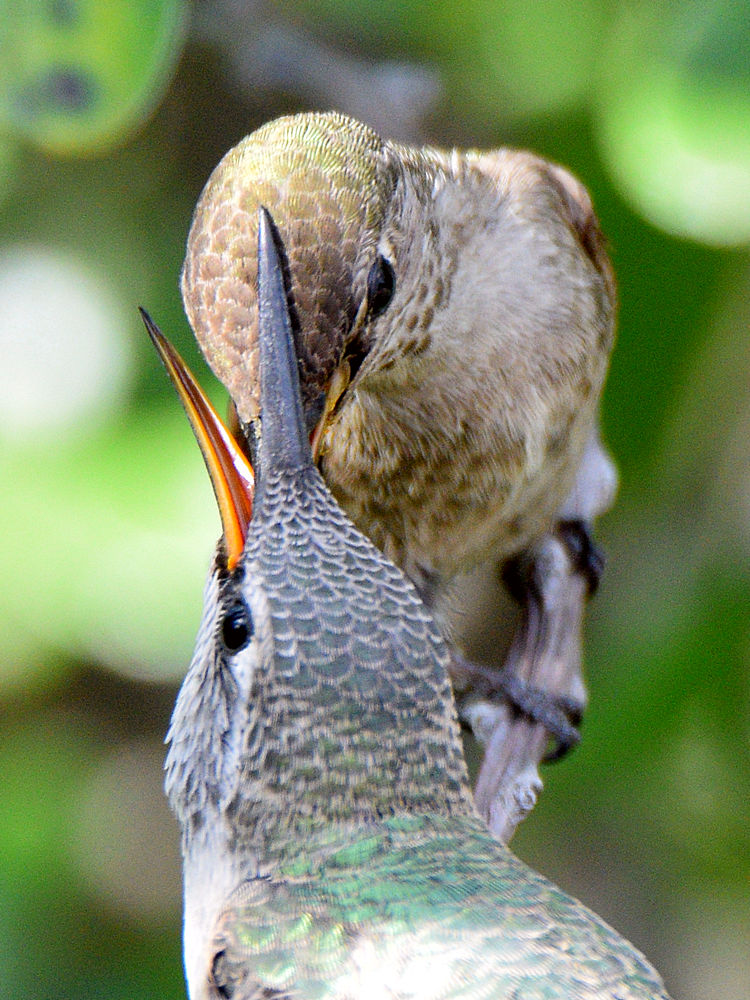 BabyHummer22.jpg