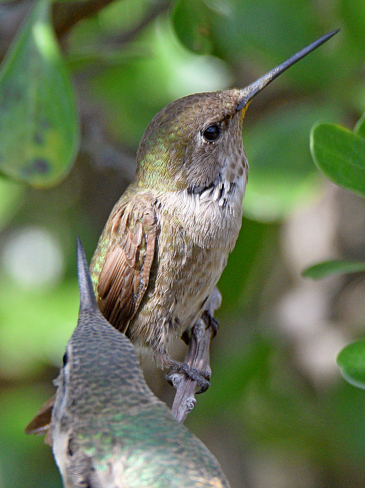 BabyHummer24.jpg
