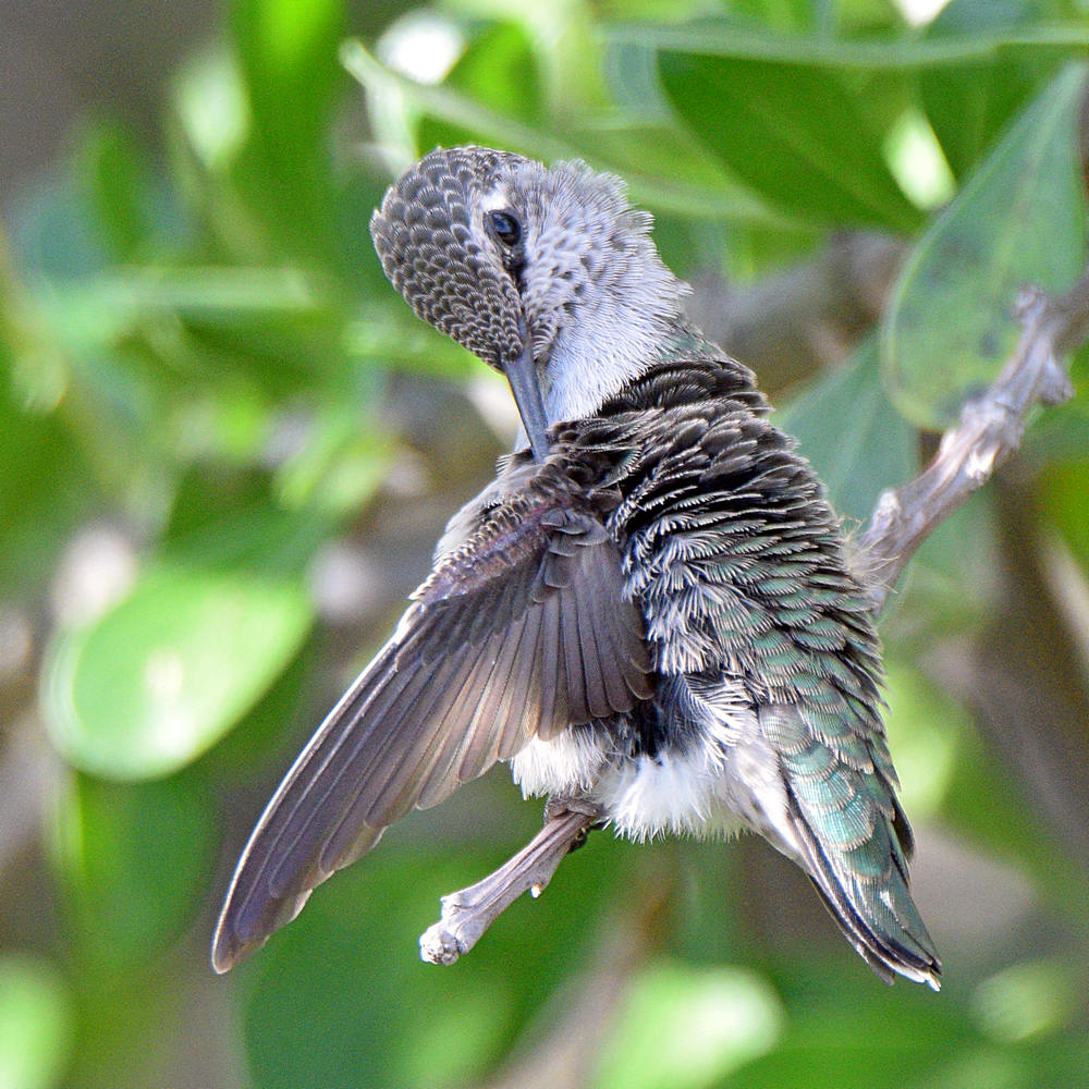 BabyHummer25.jpg
