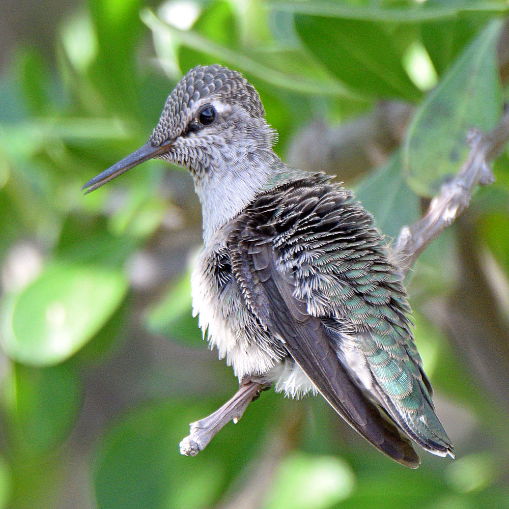 BabyHummer26.jpg