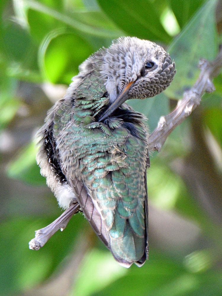 BabyHummer27.jpg