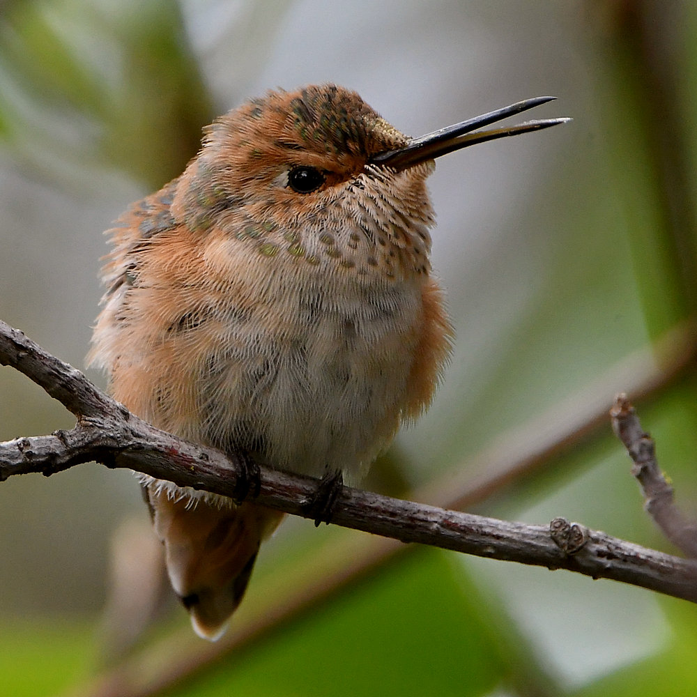 BabyHummer3.jpg
