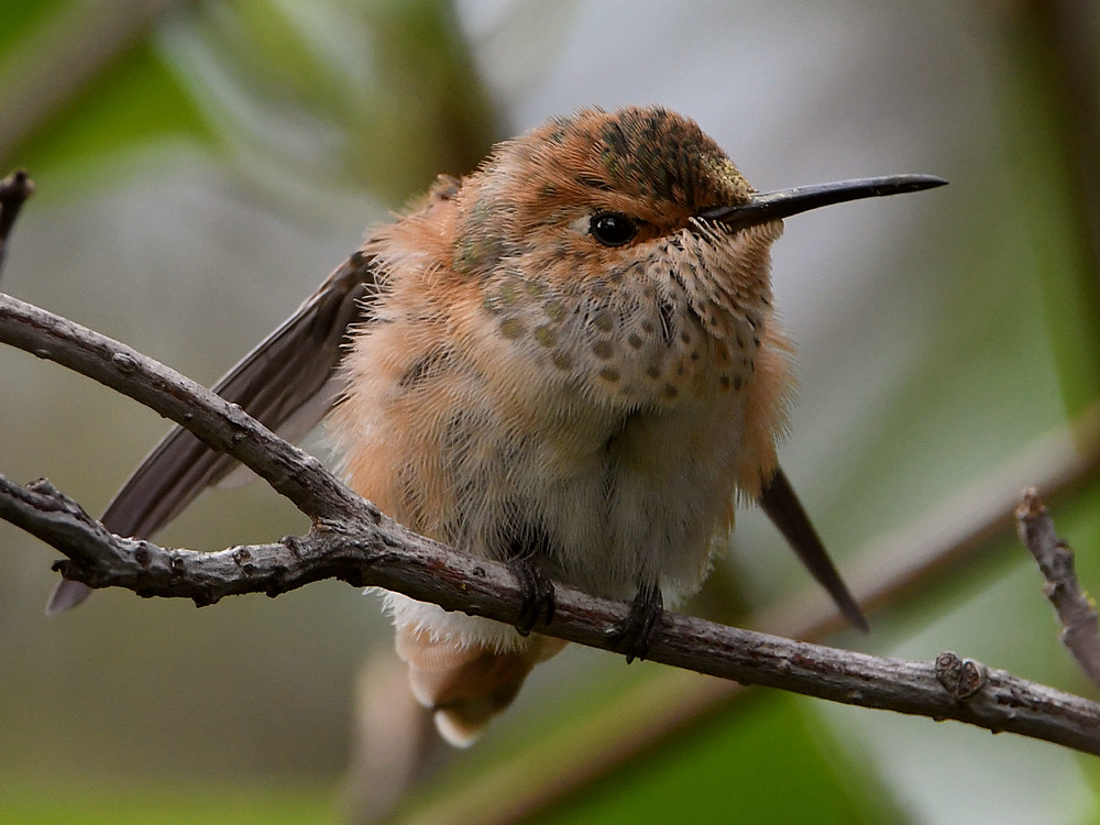 BabyHummer4.jpg