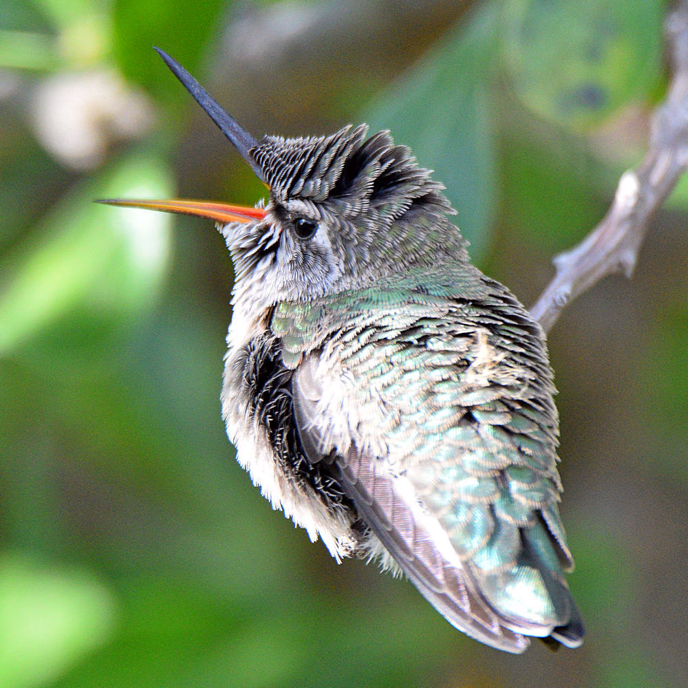 BabyHummer5.jpg