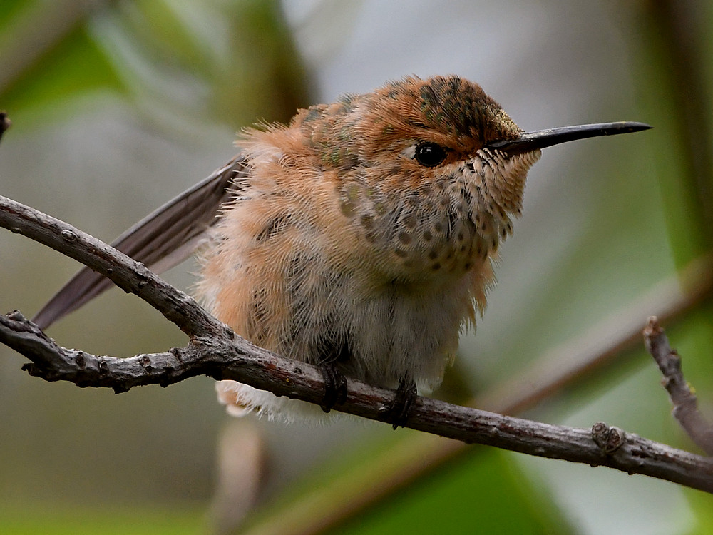 BabyHummer5.jpg