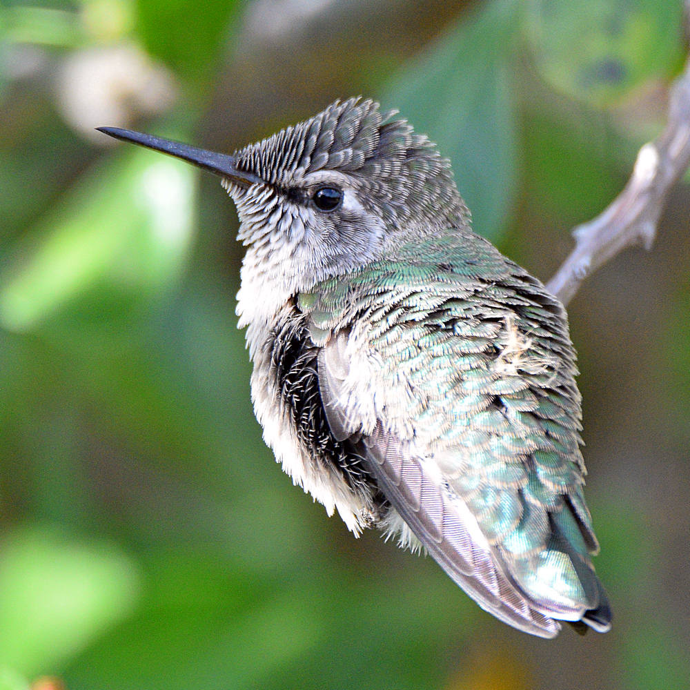 BabyHummer6.jpg