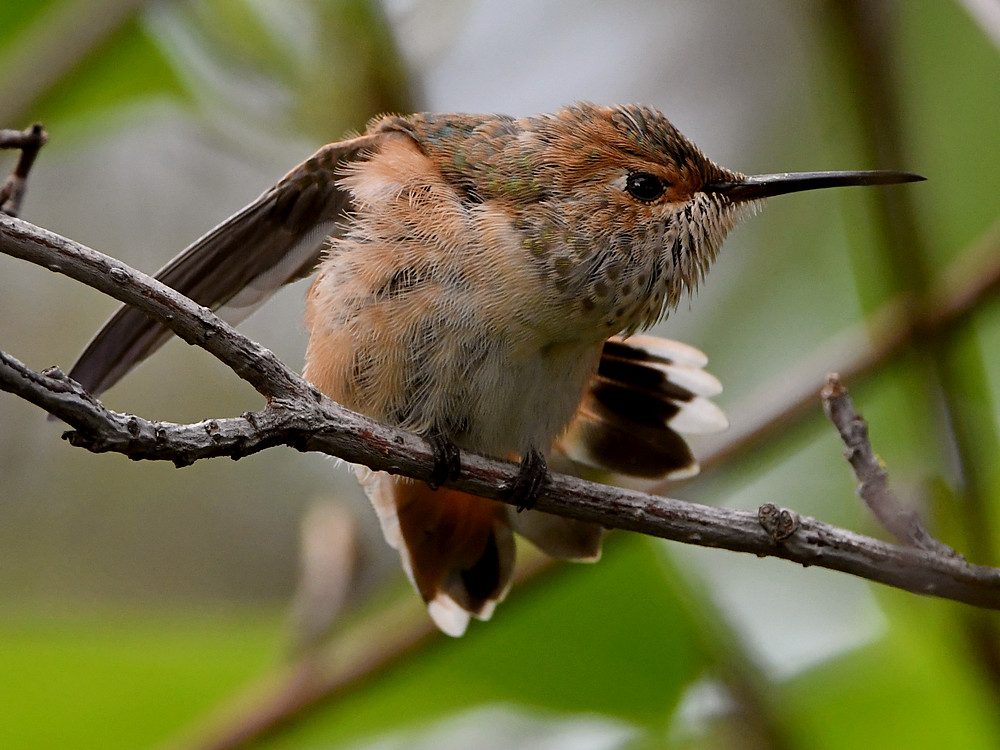 BabyHummer6.jpg