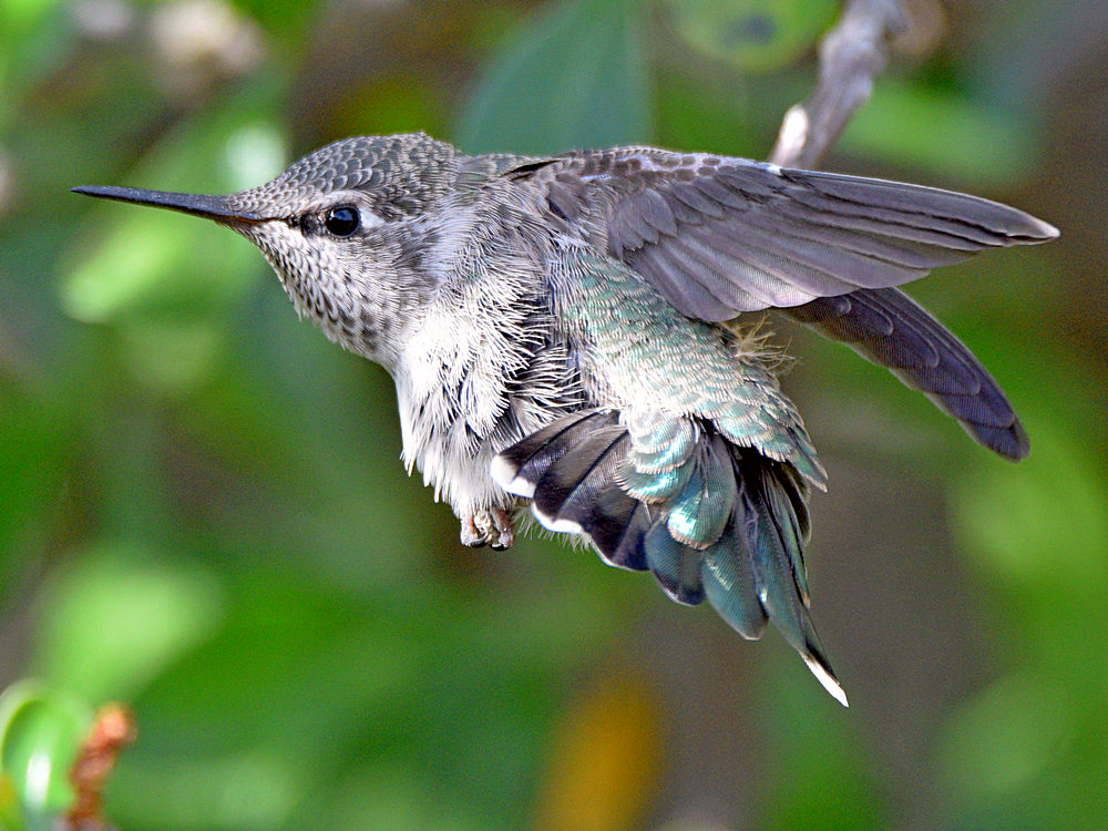 BabyHummer9.jpg