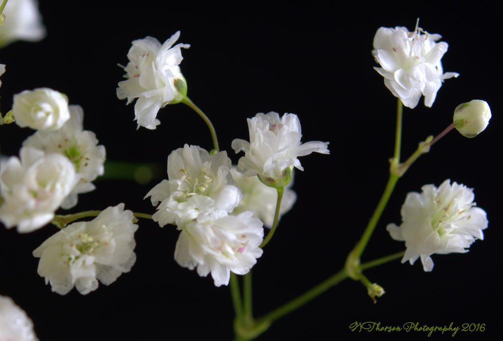 Baby's Breath #1 7-28-2016.jpg