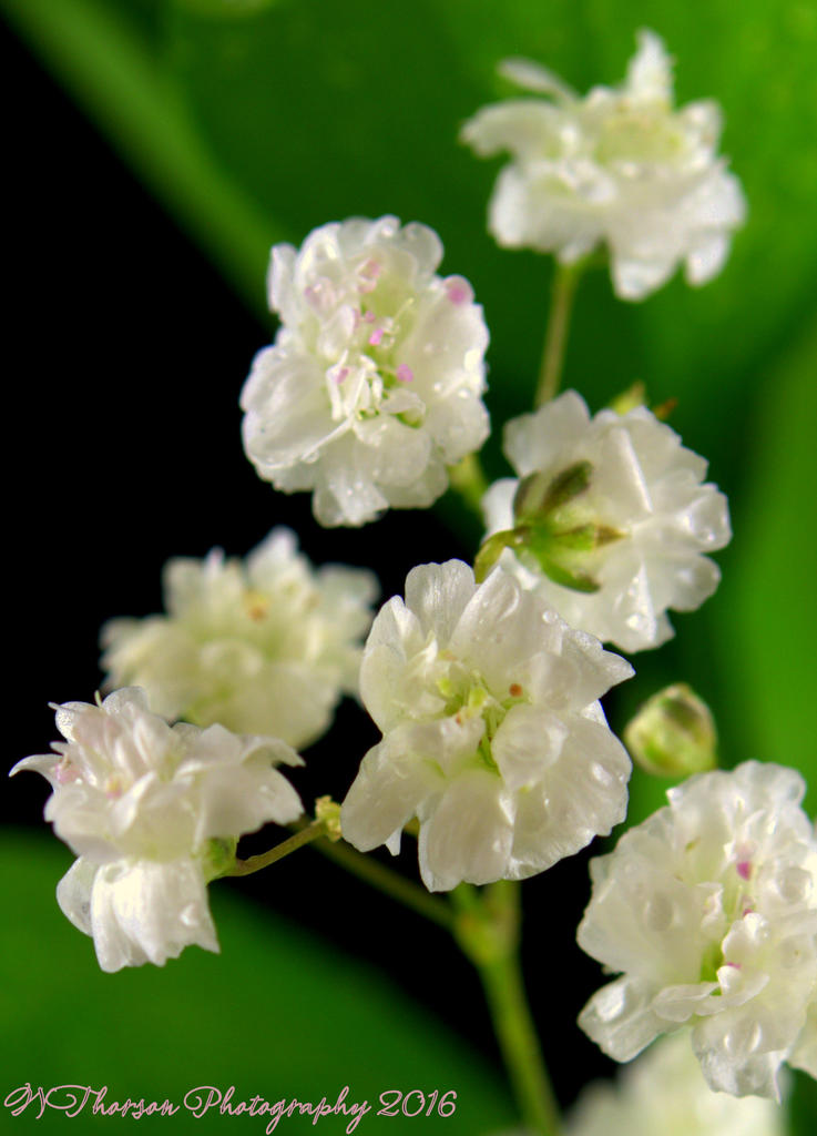 Baby's Breath #2 7-28-2016.jpg