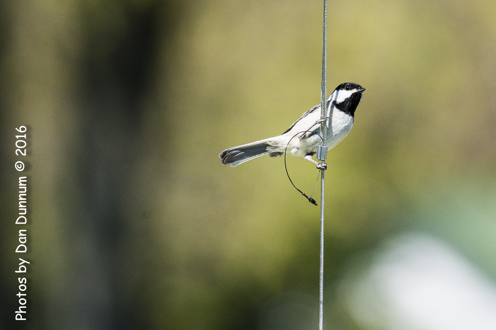 Back Yard Feeders-5108.jpg