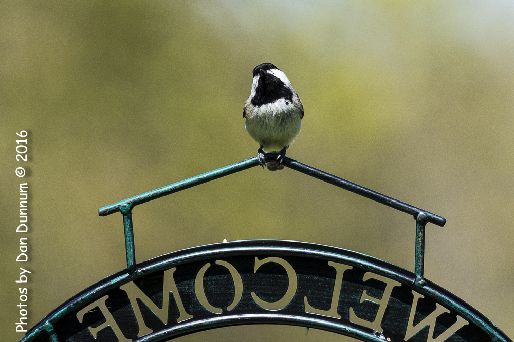 Back Yard Feeders-5119.jpg