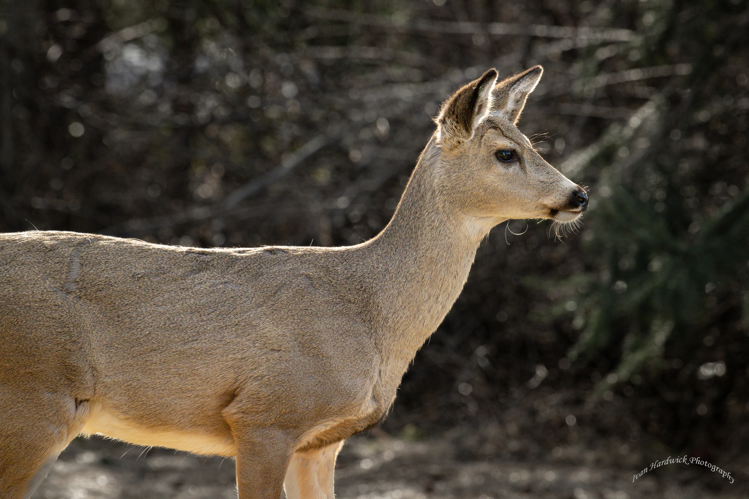 Backlit Deer.jpg