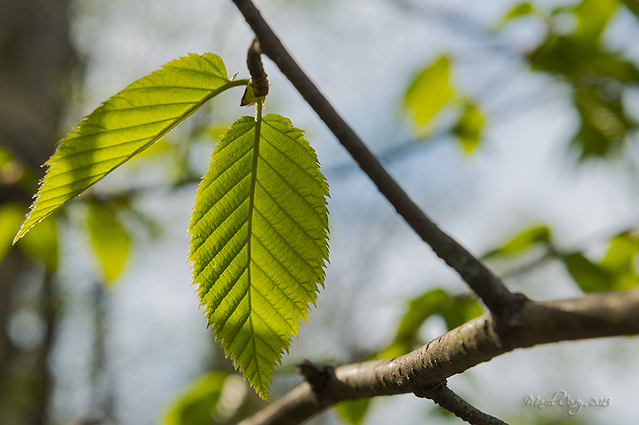 backlit leaf.jpg