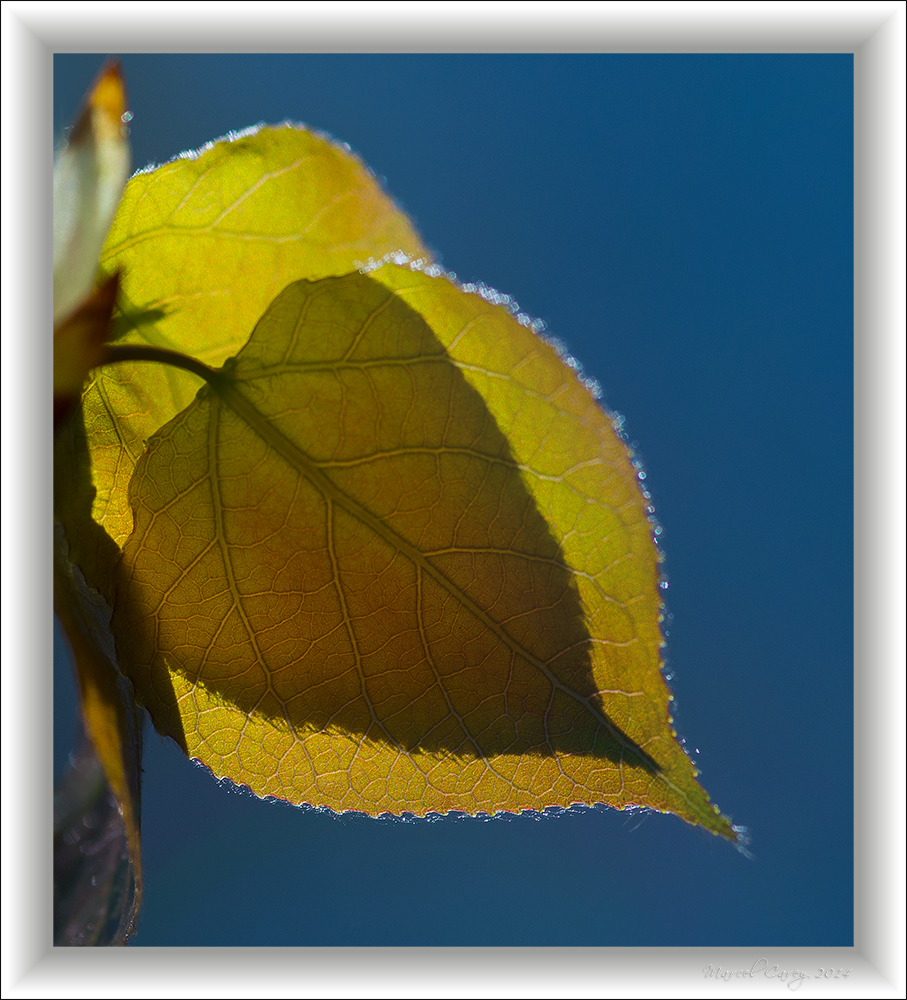 backlit leaves.jpg