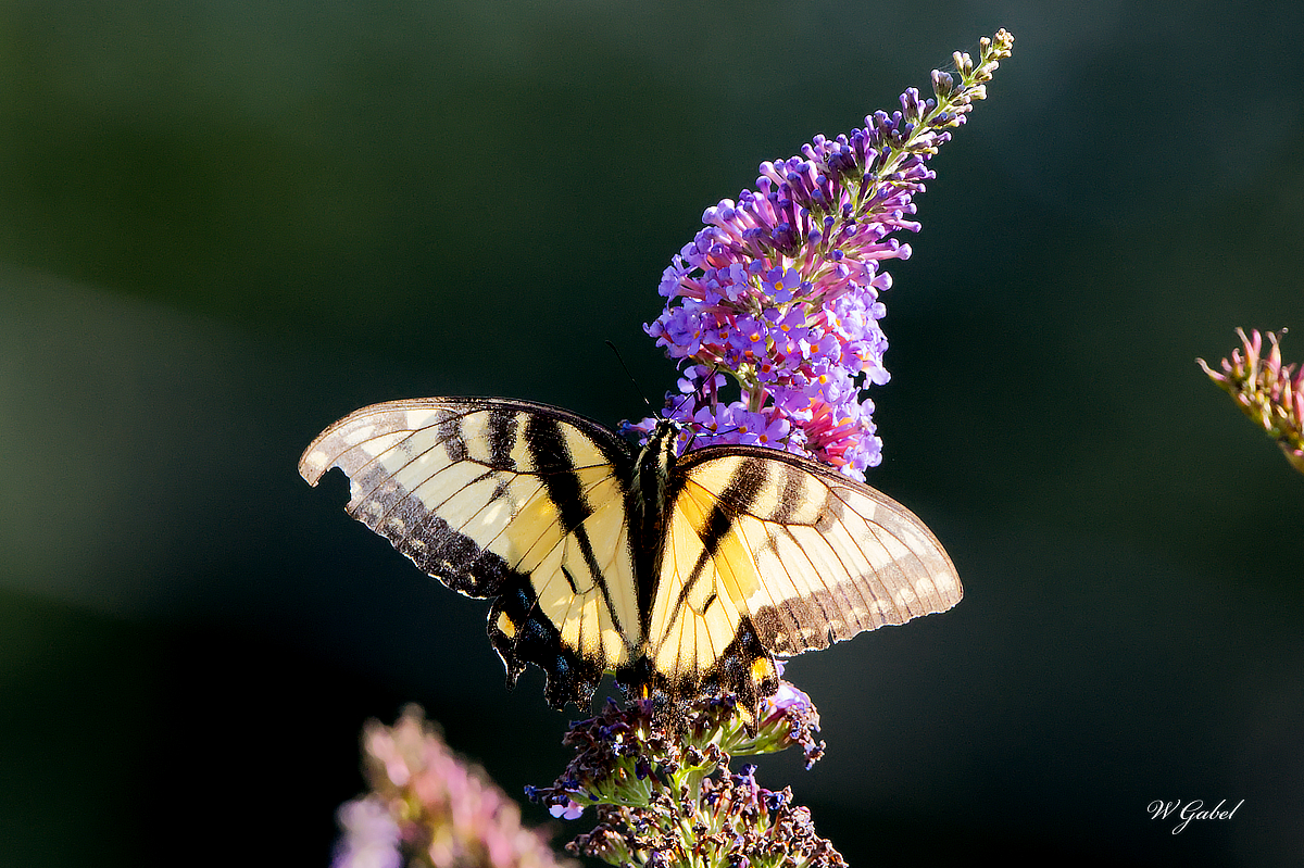 Backlit swallowtail sm.jpg