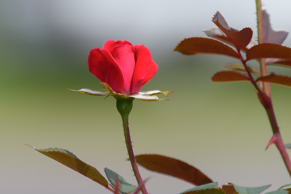 Backyard-11164.jpg