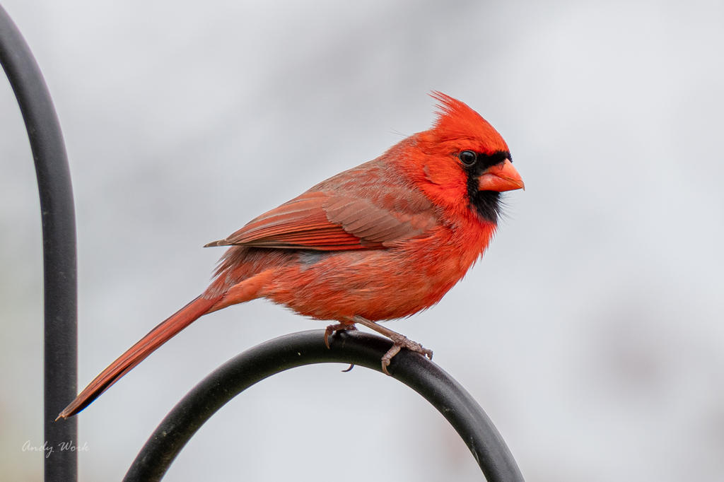 Backyard birds. Again.-507155.jpg