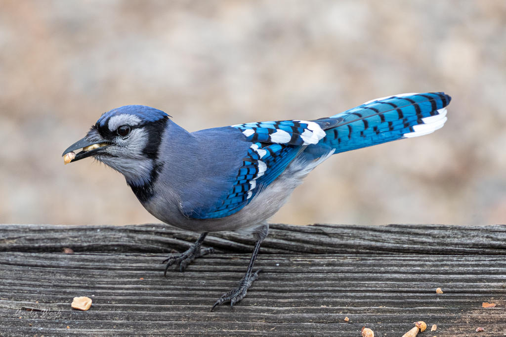 Backyard birds. Again.-507164.jpg