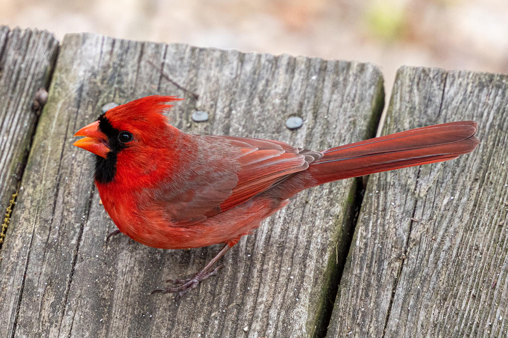 Backyard birds. Again.-507168.jpg