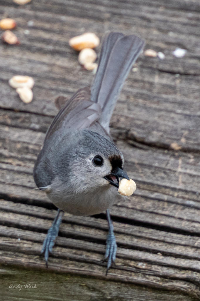 Backyard birds. Again.-507177.jpg
