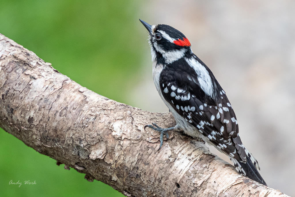 Backyard birds. Again.-507182.jpg