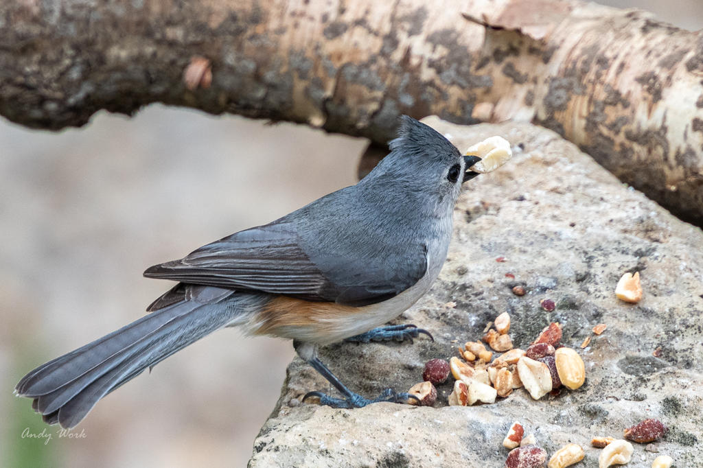 Backyard birds. Again.-507184.jpg