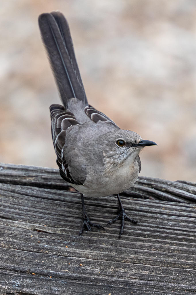 Backyard birds. Again.-507203.jpg