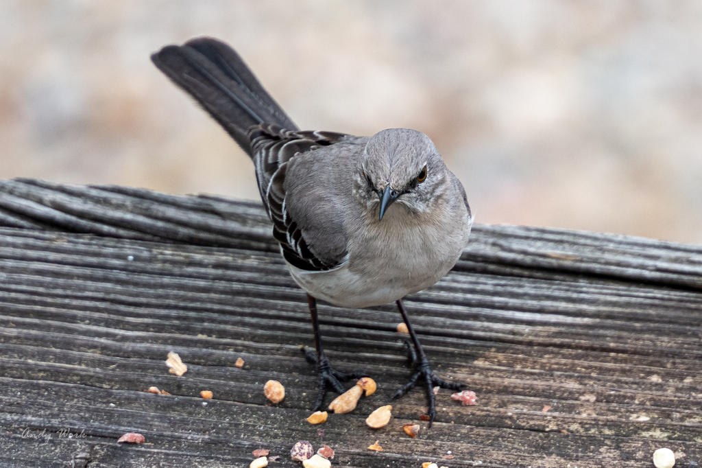 Backyard birds. Again.-507206.jpg