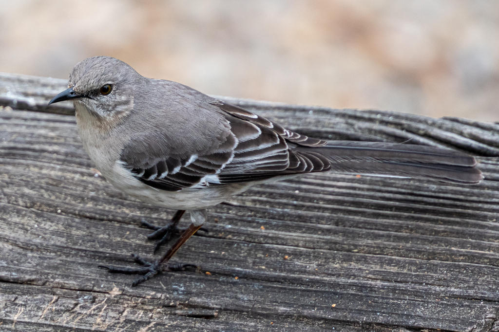 Backyard birds. Again.-507209.jpg