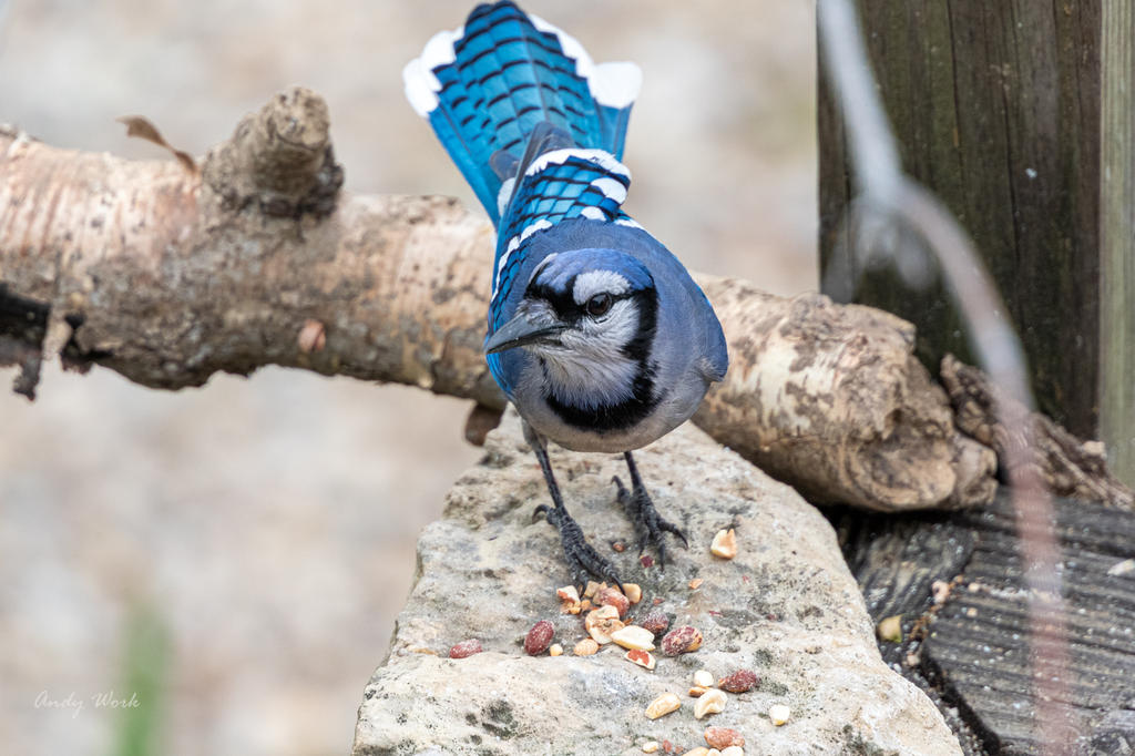 Backyard birds. Again.-507212.jpg