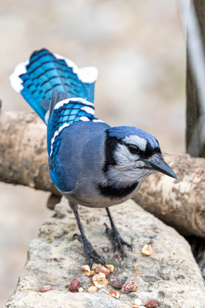 Backyard birds. Again.-507215.jpg