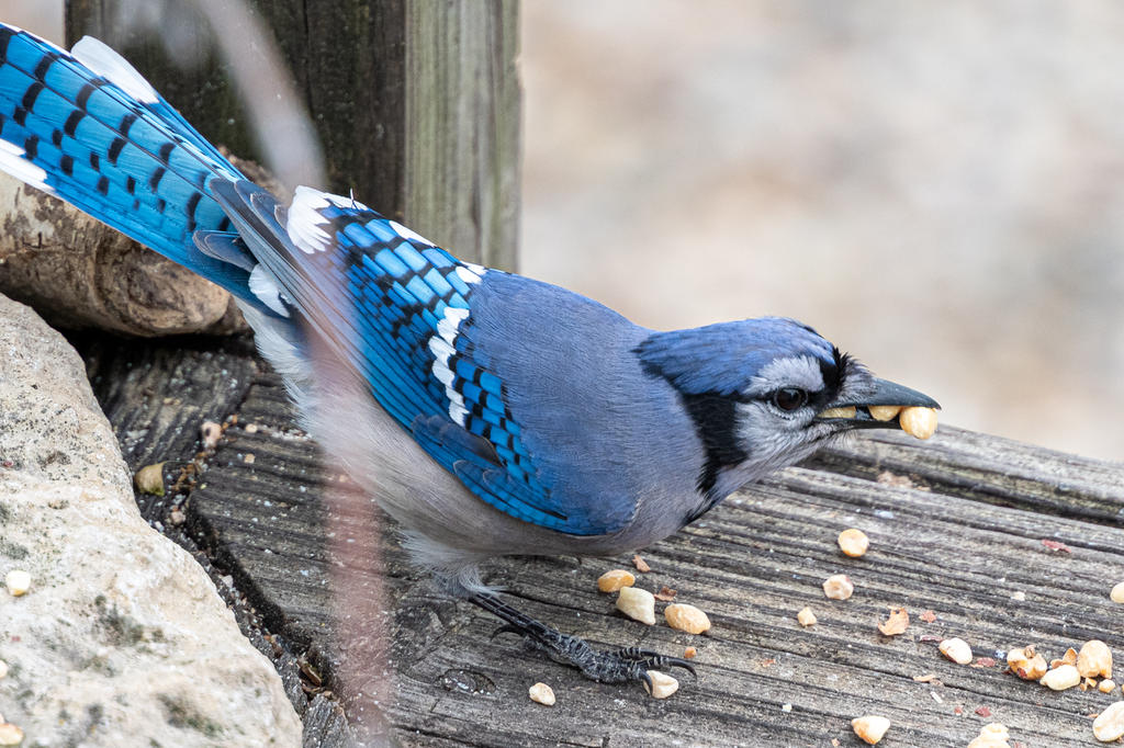 Backyard birds. Again.-507217.jpg