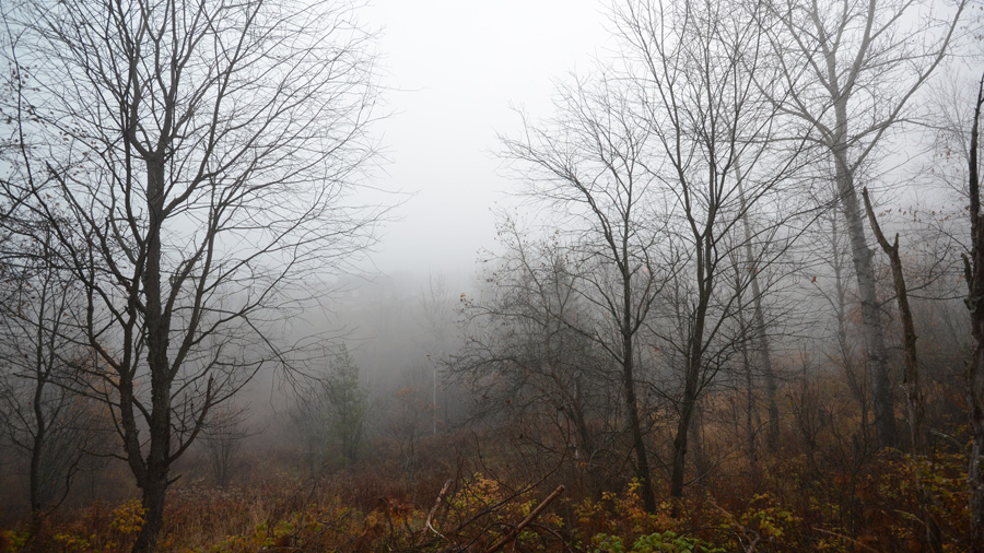 backyard fog.jpg