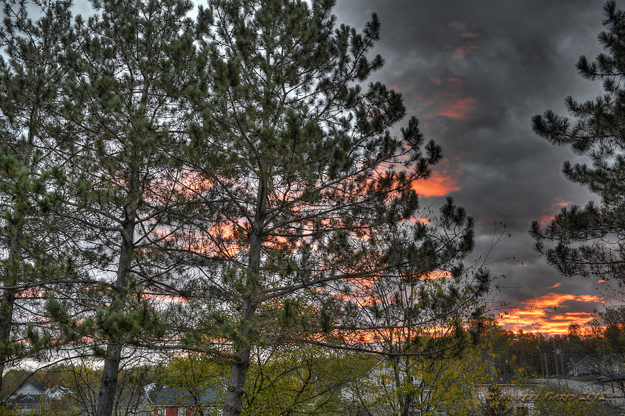 backyard sunrise.jpg