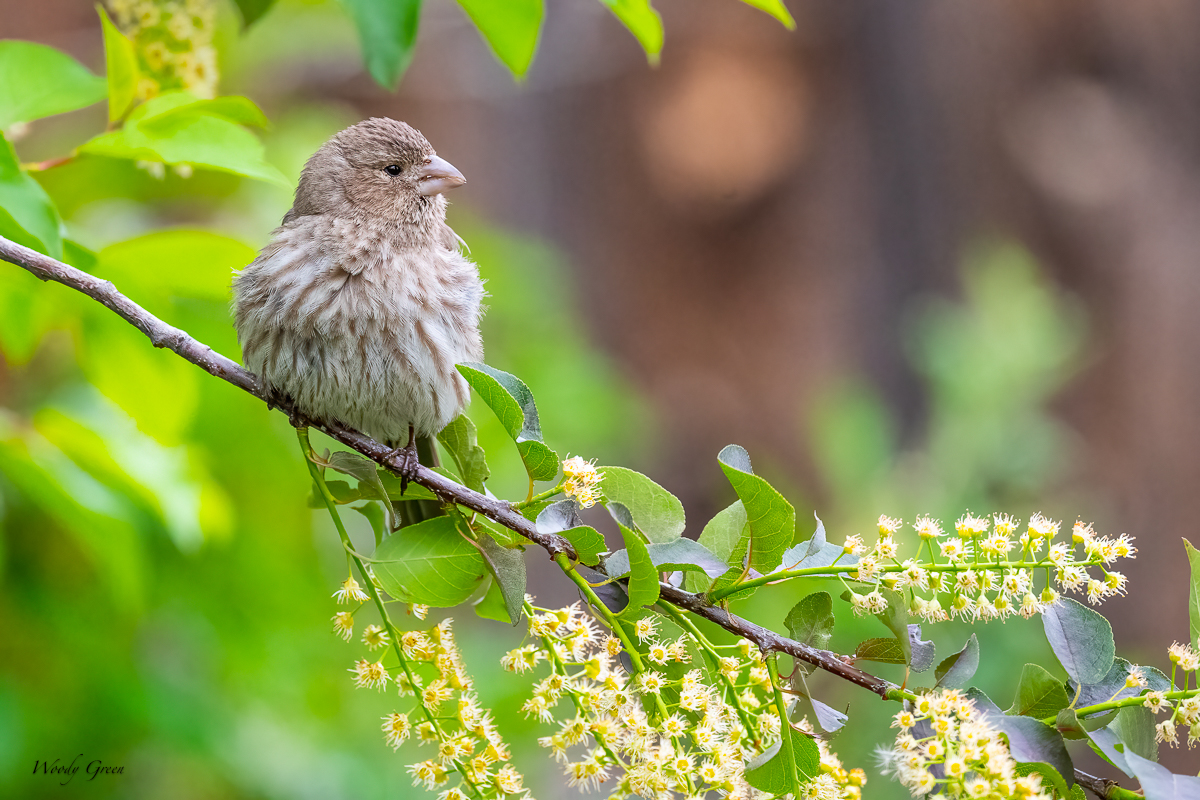 BackYardWL-652.jpg