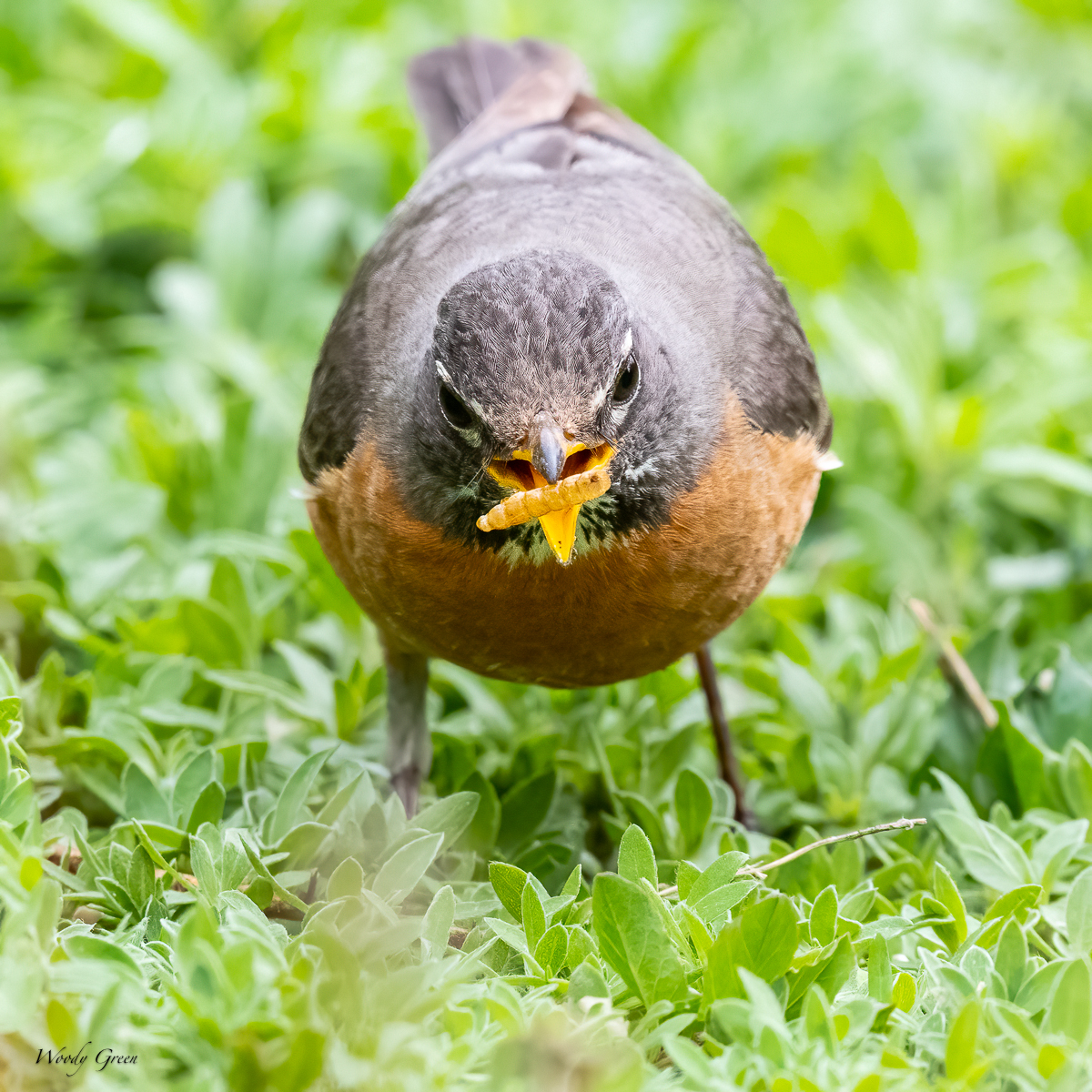 BackYardWL-653.jpg
