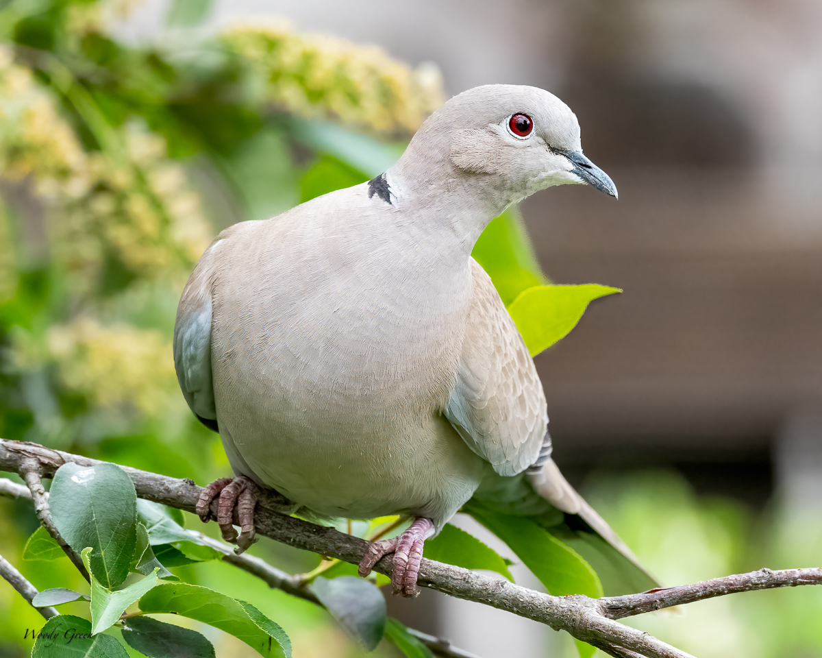 BackYardWL-654.jpg