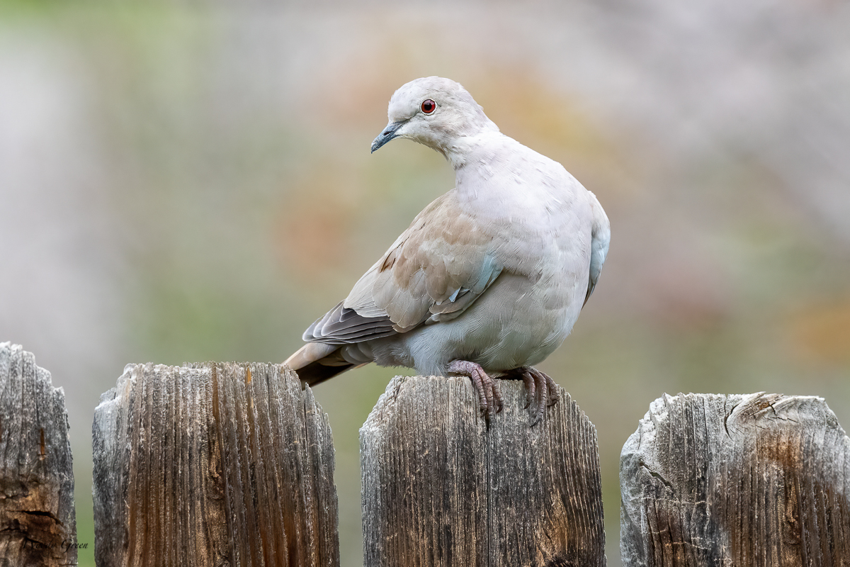 BackYardWL-655.jpg