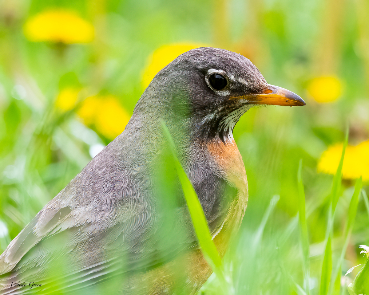 BackYardWL-656.jpg