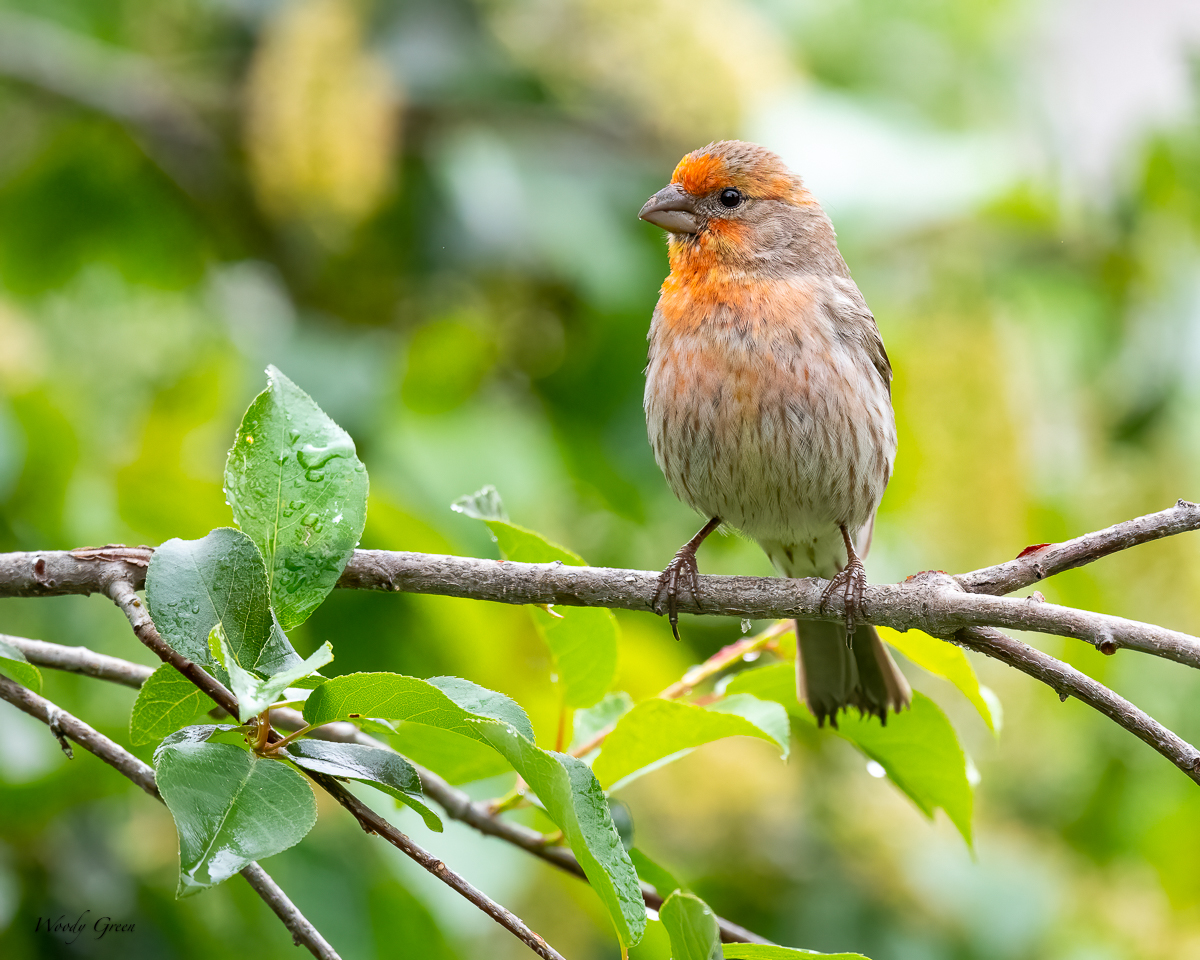 BackYardWL-662.jpg