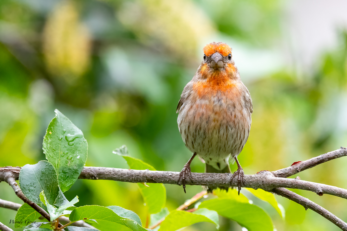 BackYardWL-663.jpg
